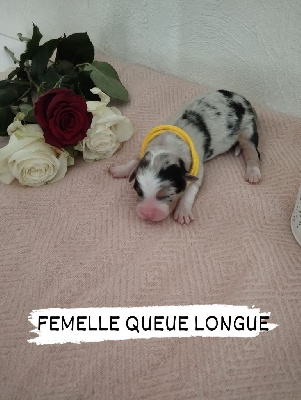 Femelle bleu merle